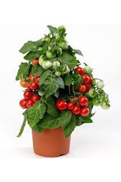 Köy Tohumları 15 Adet Tohum Nadir Ithal Pinpon Domates Tohumu Sürpriz Hediye ...