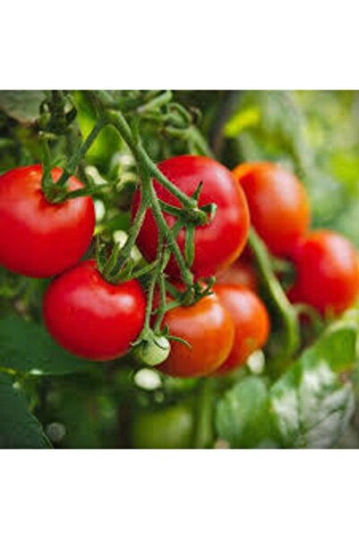 Köy Tohumları 30 Adet Tohum Ankara Ayaş Domatesi Tohumu Domates Tohumu Ayaş D...