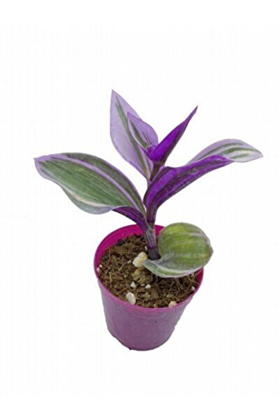 ÇİÇEKFLİX Pembe Telgraf Cicegi Çiçeği Naouk Salon Bitkisi 1. Kalite 5.5 Cm