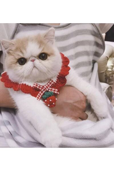 BurDen Dekoratif Ürünler & Tasarım Strawberry Cat Necklace / Collar & Accessory, Phenomenon Cat, Handmade Knitted