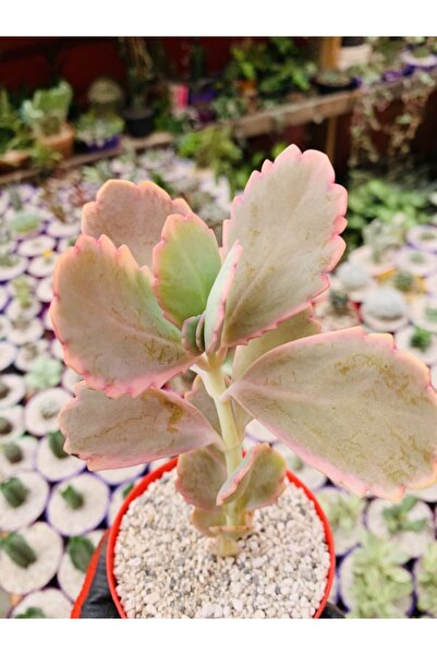 Kalanchoe Fedschenkoi Pink Kalanchoe Collectible Species