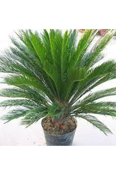 Köy Tohumları 3 Adet Tohum Nadir Bulunan Skas Palmiye Ağacı Tohumu Sikas Ağac...