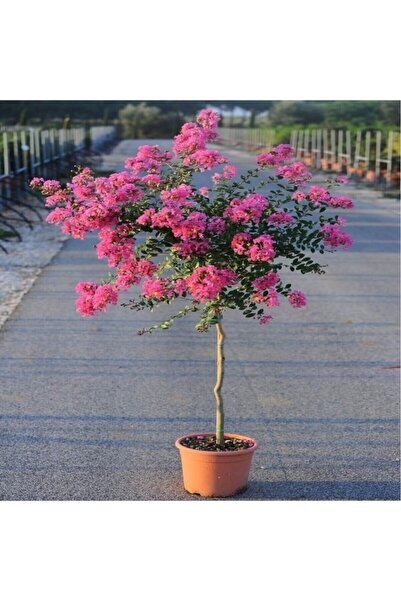 Genel Markalar Oya Ağacı Fidanı Pembe 40-80 Cm