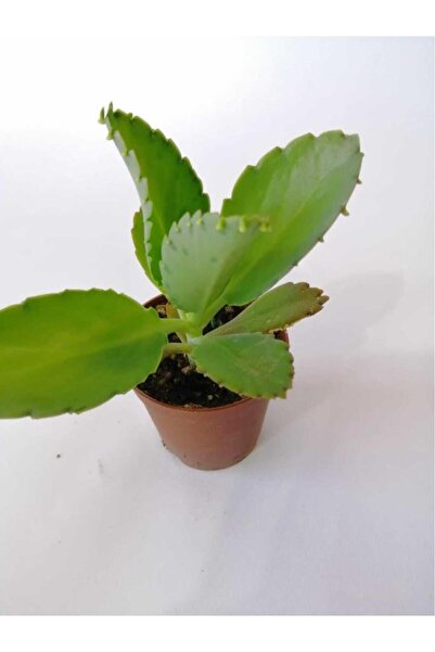 ezo çiçek evi Aşkın Gözyaşı Çiçeği 10-20 Cm