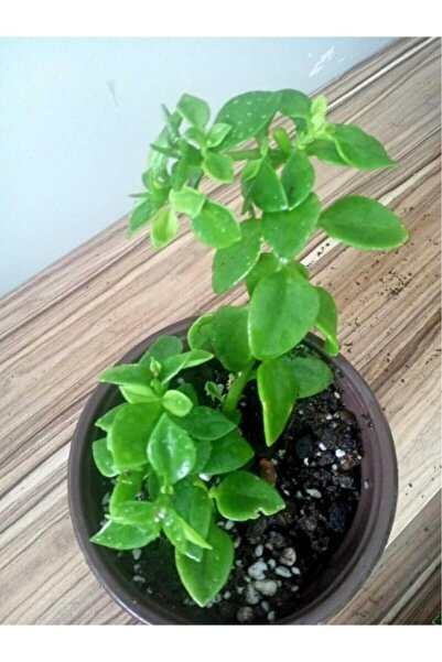 Genel Markalar Kabir Çiçeği Buz Çiçeği Fidanı Aptenia Cordifolia 10-20 cm