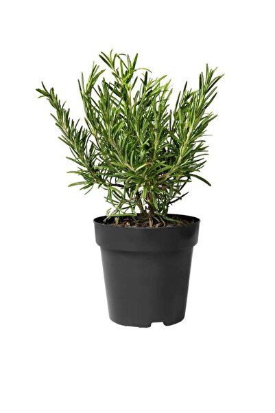 EGEMEN FİDANCILIK Biberiye Çiçeği Fidanı Yosun Yeşili 10-20 Cm