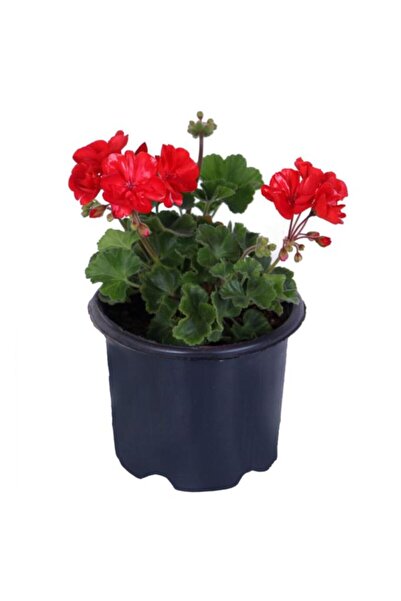 Çiçek Diyarı Alev Kırmızı Renk 10-20 cm Sardunya Çiçeği Saksı'da Pelargonium