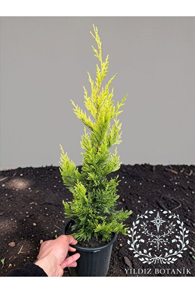 YILDIZ BOTANİK Goldrider Çam Ağacı Altuni Leylandi Fidanı Çit Bitkisi 40-50 CM