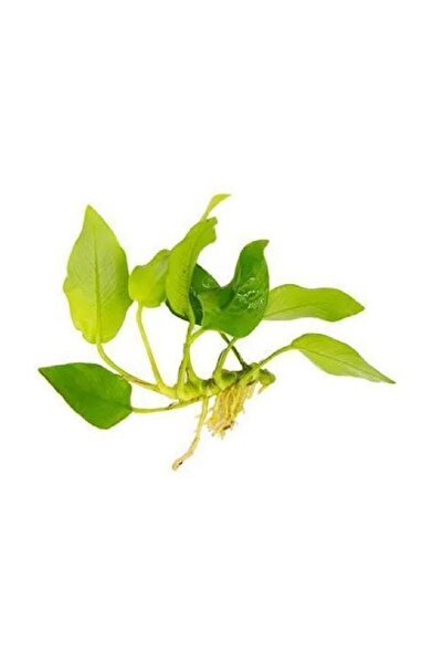 netx Bitki L168 Anubias barteri var nana (golden)