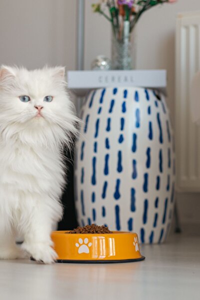 EMAYlab Emaye Kedi Köpek Mama ve Su Kabı Pati Desen