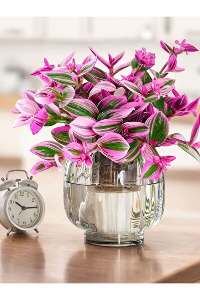 Gardenbox Pembe Nanouk Telgraf Çiçeği Minik