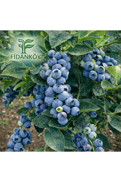 Fidan Köy Yaban Mersini Saksılı Blueberry