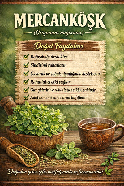 Arslanfidan Mercanköşk Bitkisi ( Origanum Majorana )