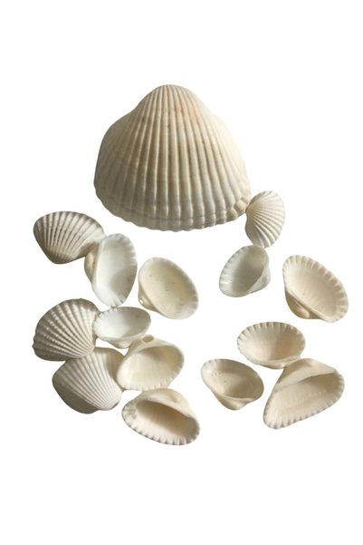 ZEKA DOLABI Shell Painting (Paint, Painting, Seashell, Activity, Activity Set)