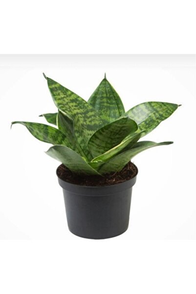 Mimoza Bodur Kılıç Bitkisi Fidanı 10-20 cm