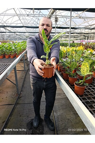 bitkidünyam Canlı Camilla Compacta Bitkisi – Dekoratif Yeşil Yapraklı Salon Ç...