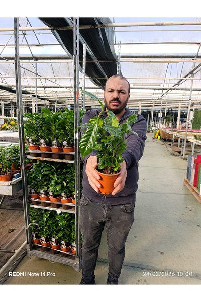 bitkidünyam Canlı Kahve Bitkisi bol köklü Coffea Arabica Saksı Çiçeği | Dekor...