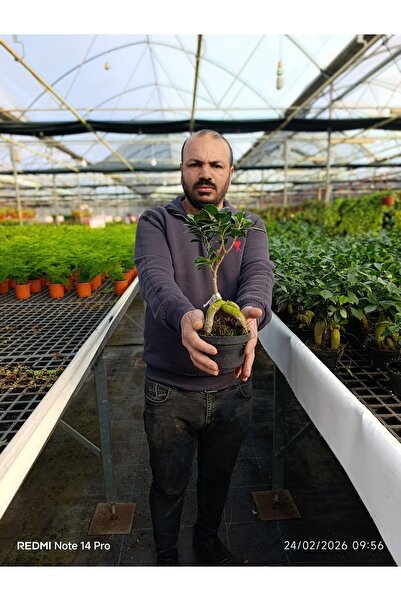 bitkidünyam Bonsai Ficus Ginseng Mini Ağaç – Dekoratif Doğal Canlı Bitki Ofis...
