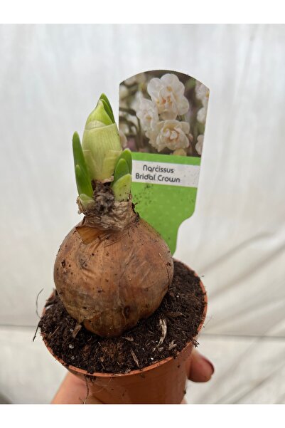 nazlı çiçekçilik Katmerli Nergis Soğanı Filizli Beyaz