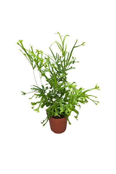 Betonish Pteris Cretica 'Roeweri' (Eğrelti Otu)
