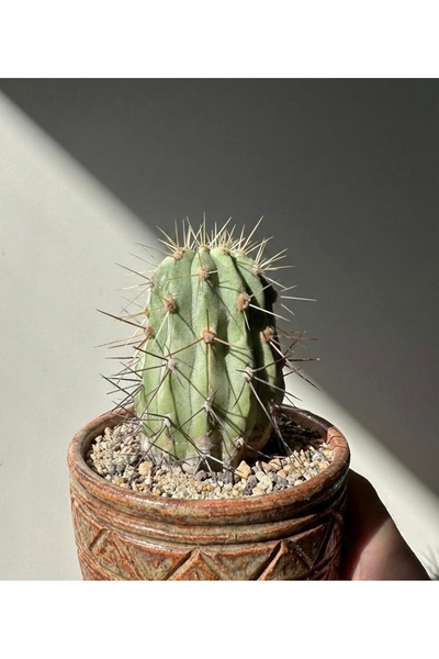 Kaktüs Copiapoa Haseltoniana - Çok Nadir Koleksiyonluk