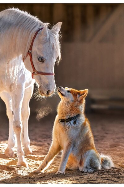 Castorland Puzzle 1000 pieces - Unique Friendship (Castorland-105076)