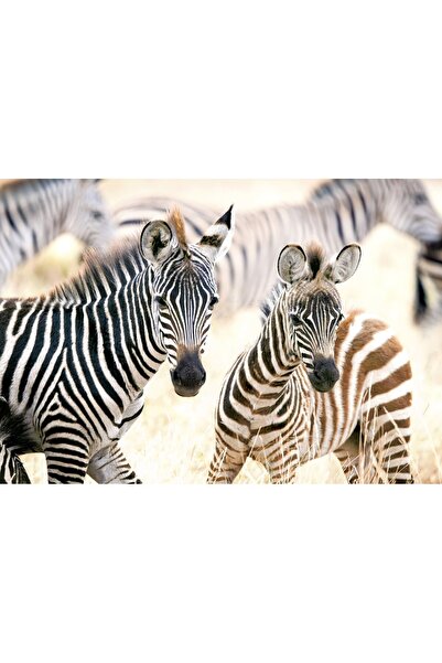 Castorland Puzzle 1000 pieces - Young Zebras (Castorland-105021)