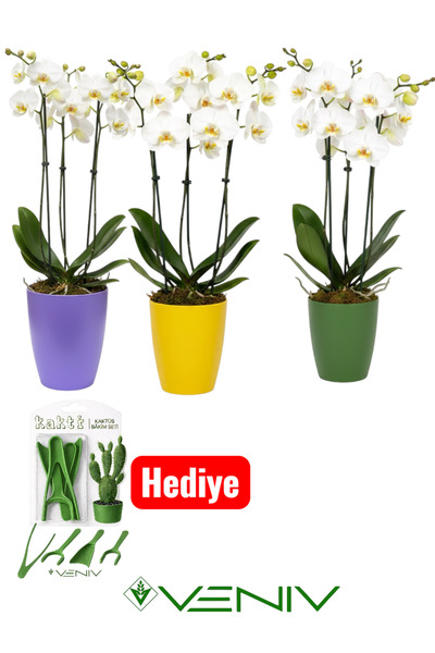 VENİV 3 Adet Dekoratif Saksı + Hediye Bakım Kiti