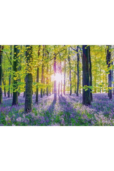 Schmidt Puzzle 1000 piese - Tranquil Bluebell Woods (Schmidt-59767)