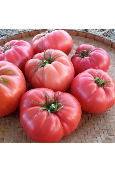 FidanVadisi Pembe Köy Domates Fidesi (50 adet)