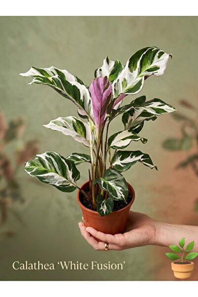 SUKULENTİSTANBUL Calathea White Fusion - Nadir Ebruli Dua Çiçeği - Özel Tür E...