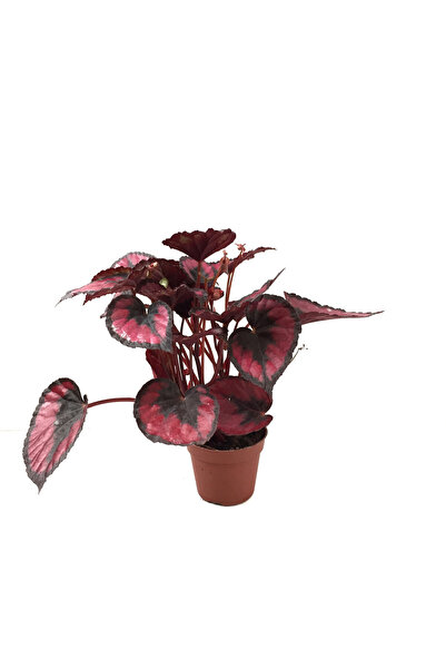 Betonish Begonia Rex 'Red Kiss' (Begonya Çiçeği)