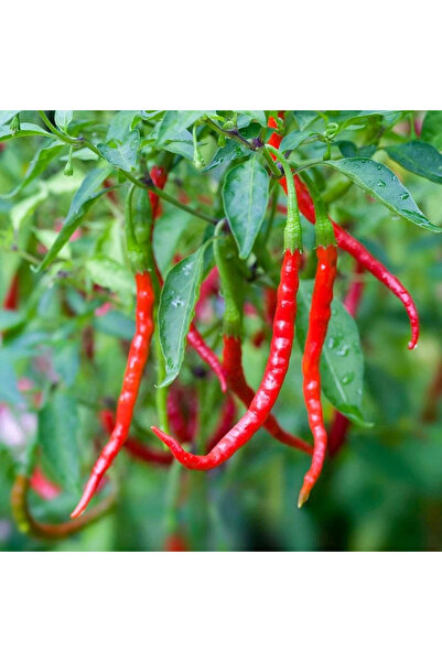 FidanVadisi Çok Acı Şili Biber Fidesi (50 adet)