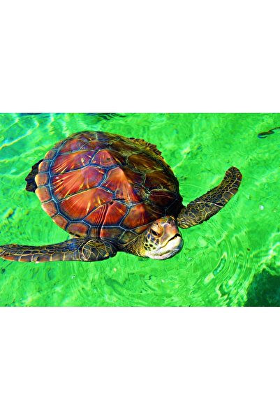 Bluebird Puzzle 1000 pieces Puzzle - La Reunion - Tortue de Mer (Bluebird-Puz...