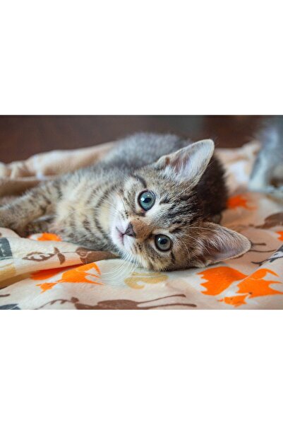 Bluebird Puzzle 300 pieces Puzzle - Kitten (Bluebird-Puzzle-F-90083)