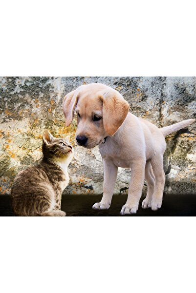 Bluebird Puzzle 500 pieces Puzzle - Kitten and Puppy (Bluebird-Puzzle-F-90335)