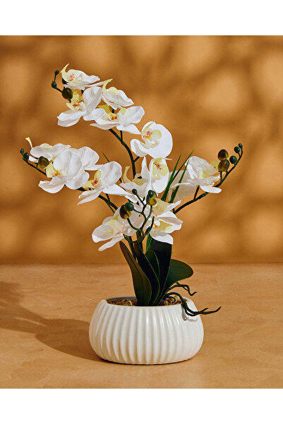 REDTAG زهرة أوركيد بيضاء اصطناعية في وعاء خزفي