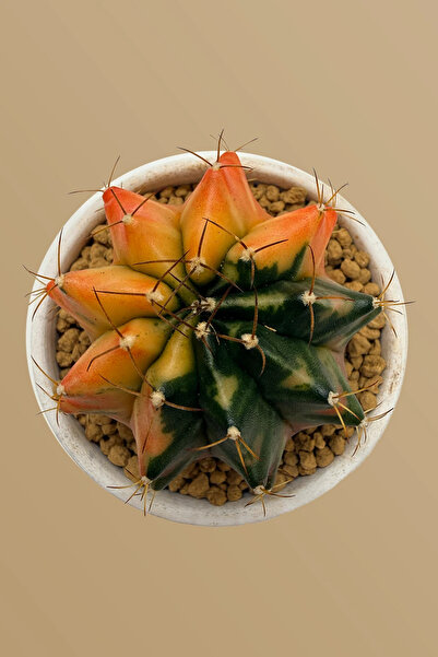 haan garden Gymnocalycium Variegata Kaktüs