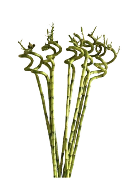 İlkadım Botanik 5 ADET ŞANS BAMBUSU, SPİRAL BAMBU BİTKİSİ 80 CM + 500 ML BİTK...