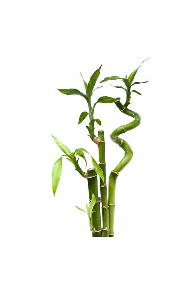 İlkadım Botanik 3 ADET ŞANS BAMBUSU. SPİRAL BAMBU BİTKİSİ 80 CM + 500 ML BİTK...