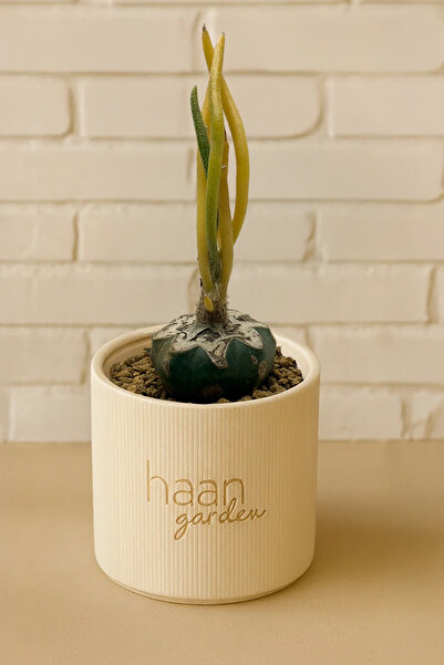 haan garden Astrophytum Caput - Medusae Variegata Kaktüs