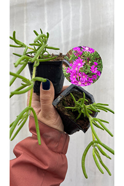 nazlı çiçekçilik Acem Halısı Yer Örtücü Çiçekli Bitki 2Li