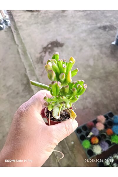 bitkidünyam Crassula Gollum Shrek Kulaklı Para Çiçeği Sukulent