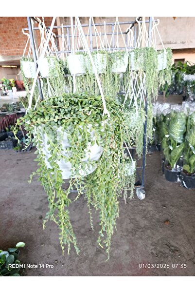 bitkidünyam Tesbih Çiçeği Sarkıcı İnci Tanesi Sukulent Askılı Saksı – Sarkan ...