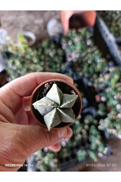 bitkidünyam Yıldız Formlu Nadir Sukulent – Geometrik Mini Kaktüs 5,5 cm Saksı...