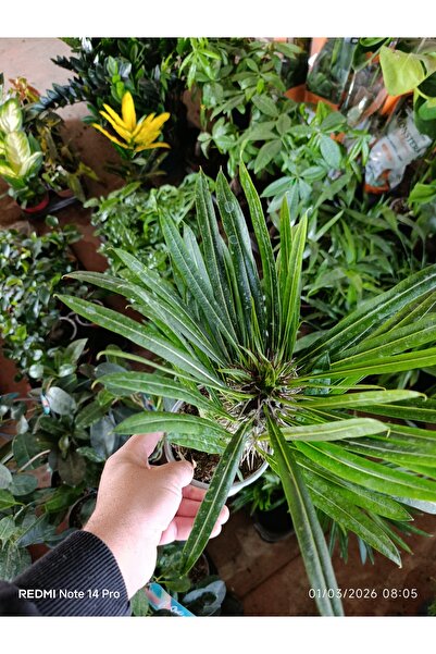 bitkidünyam Madagaskar Palmiyesi - Pachypodium Lamerei - Dikenli Egzotik Salo...