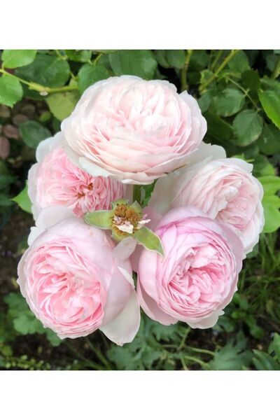 bahçevilya Kamelya Çiçekli Gül Fidanı 1-2 Yaş Tüplü