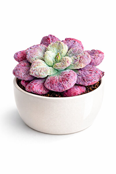 Mialys İthal Sukulent Echeveria Linguas – Koleksiyonluk Özel Tür Aranjman Sak...