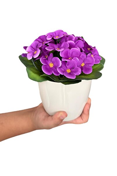 moontime alaçatı Canlı Beyaz Saksıda Gerçek Doku Menekşe Dekoratif Bitki