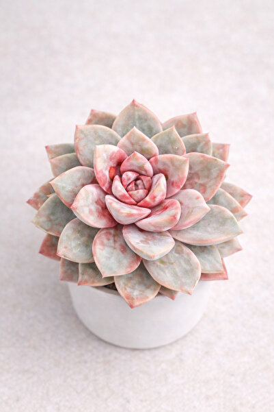 Mialys İthal Sukulent German Champagne Renkli Çiçek Açan Nadir Tür – Koleksiy...